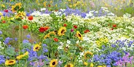 Wednesday Wander - Summer Nature & Wildlife
