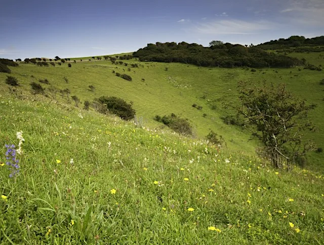 Corporate Wild Work Day: Conservation Day near Lewes, East Sussex