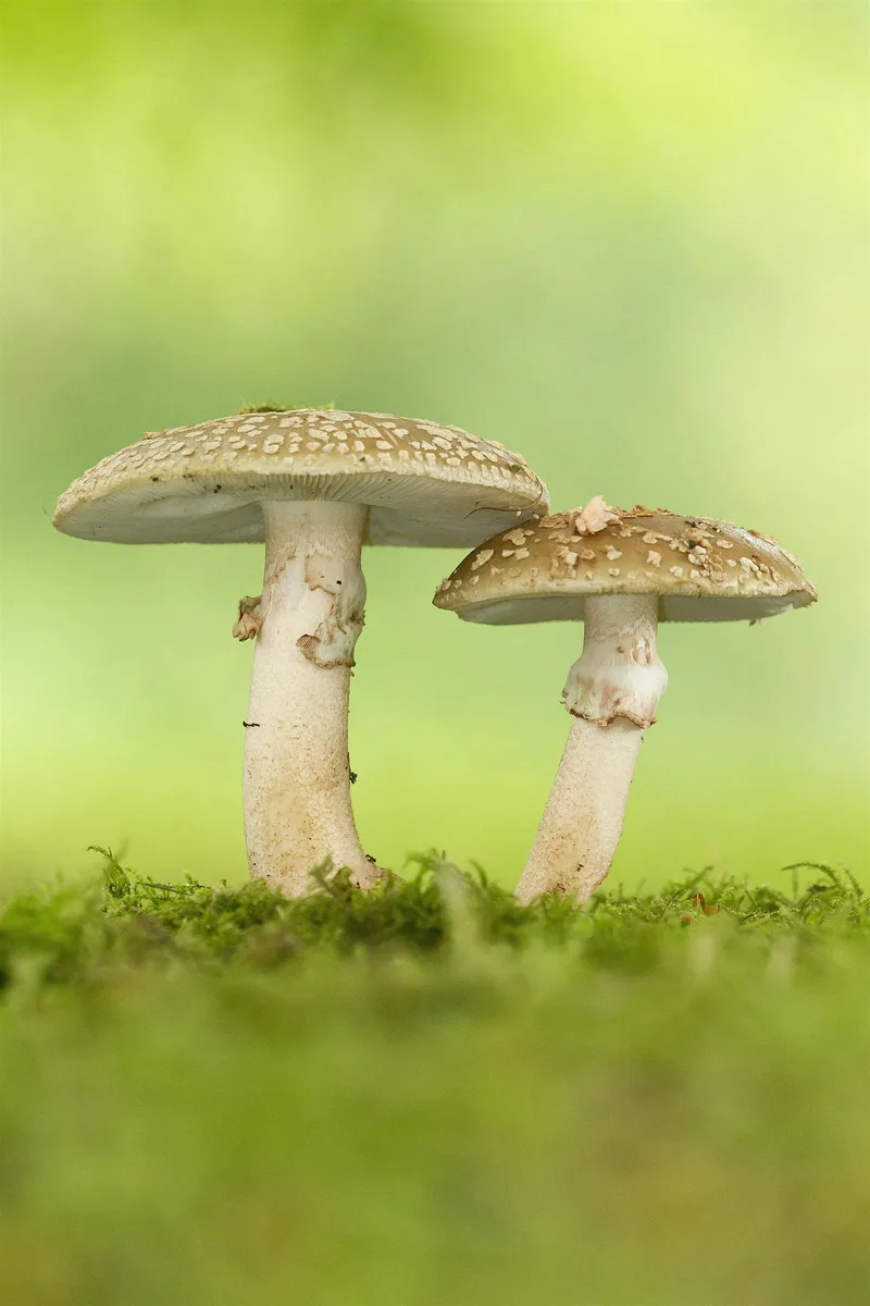 Nature Walk - Fungi
