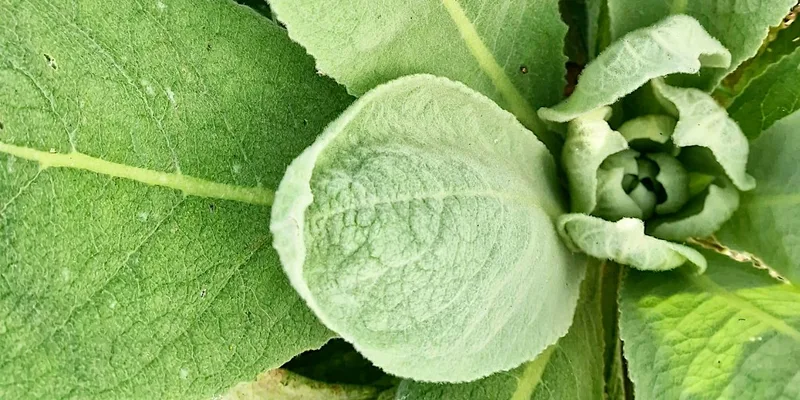 Foraging - An Introduction to our World - WORKSHOP - Forage Walk & Snacks