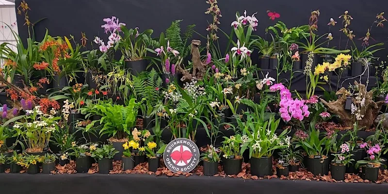 Bournemouth Orchid Society Autumn Show & Trade Fair