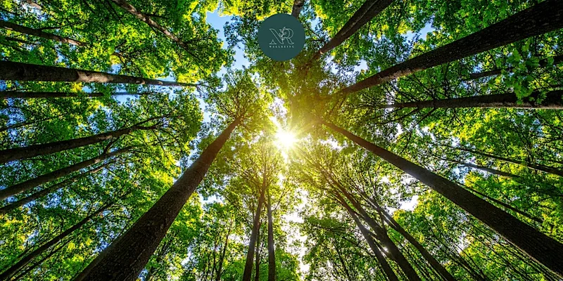 Summer nature walk & journaling