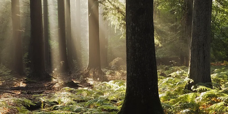 Bedfords family forest bathing
