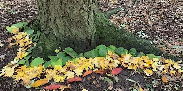 FSA Suffolk Autumn Networking: Neurodiversity at Forest School