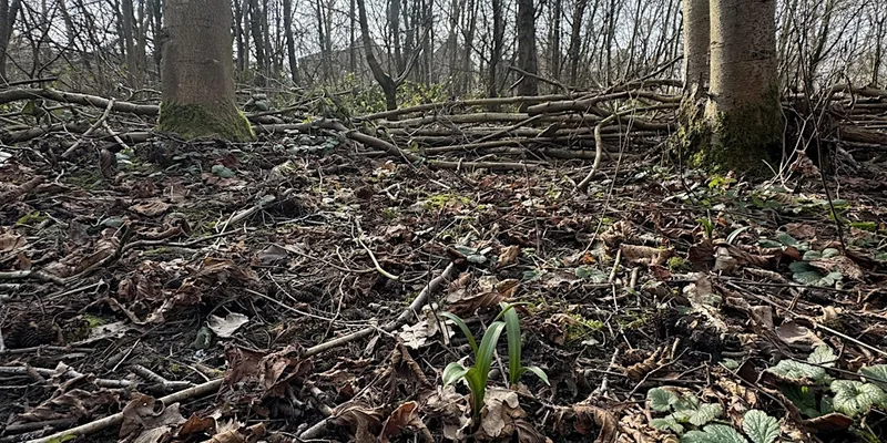 Manicure in the woods - a unique self care opportunity immersed in nature