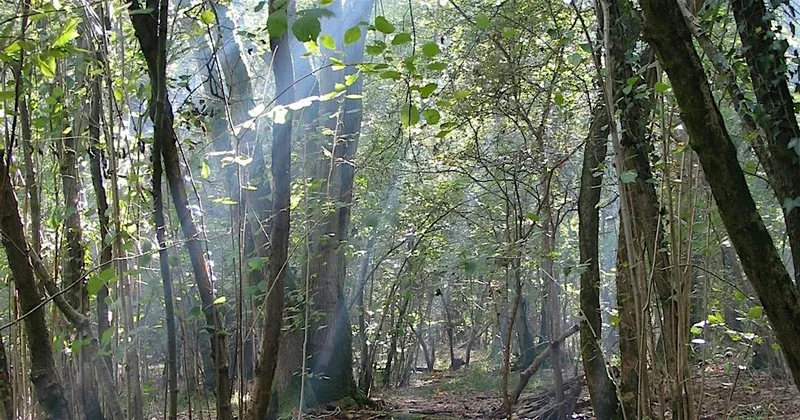 Deepen Your Nature Connection, Woods Mill (100337035)