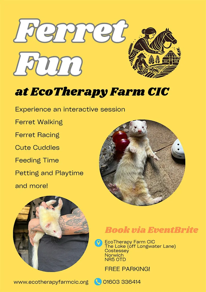 Ferret Fun Activity