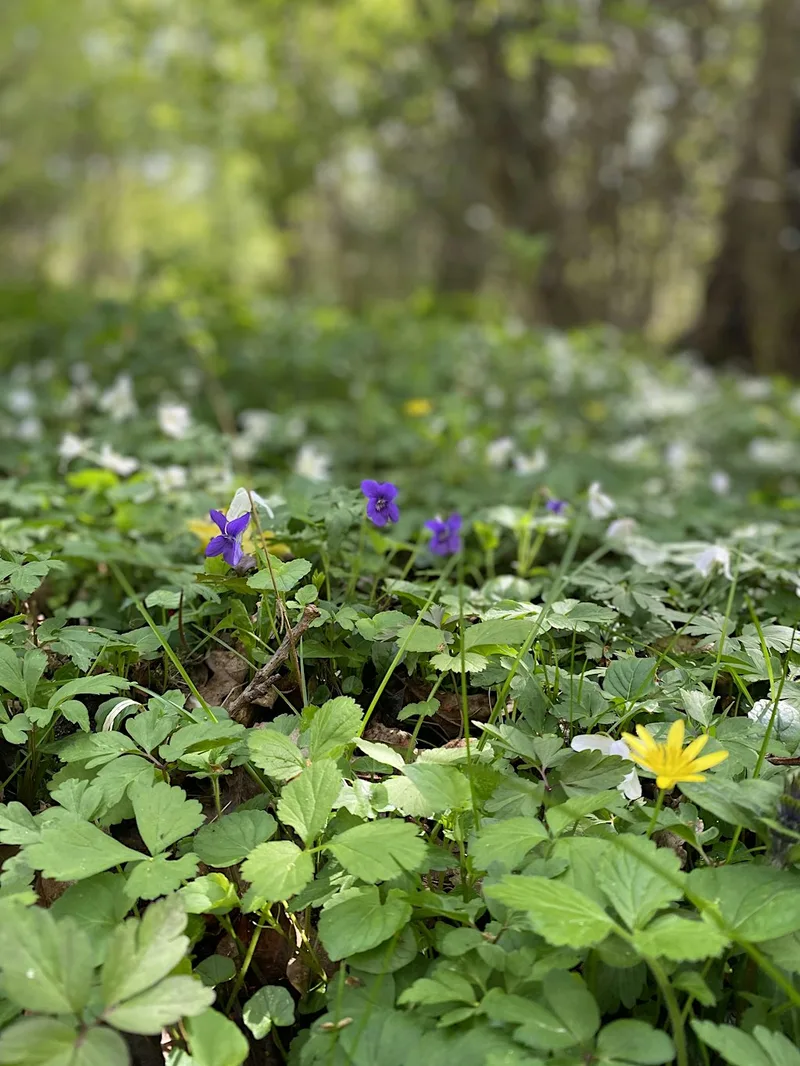 Forest Bathing - Nature Connection for Wellbeing