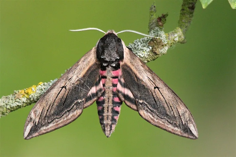 Marvellous moth morning at NWT Cley Marshes (Family event)