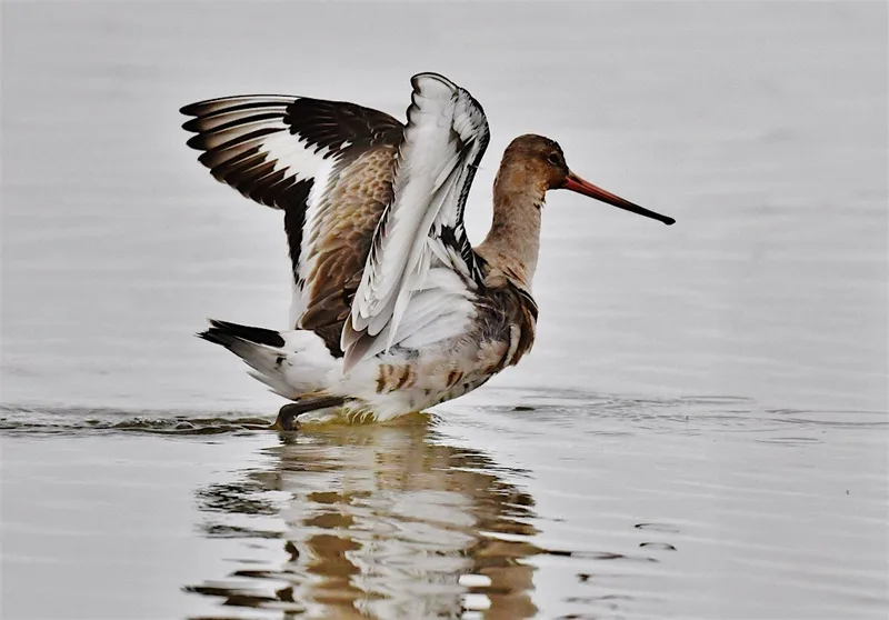 Wader ID workshop