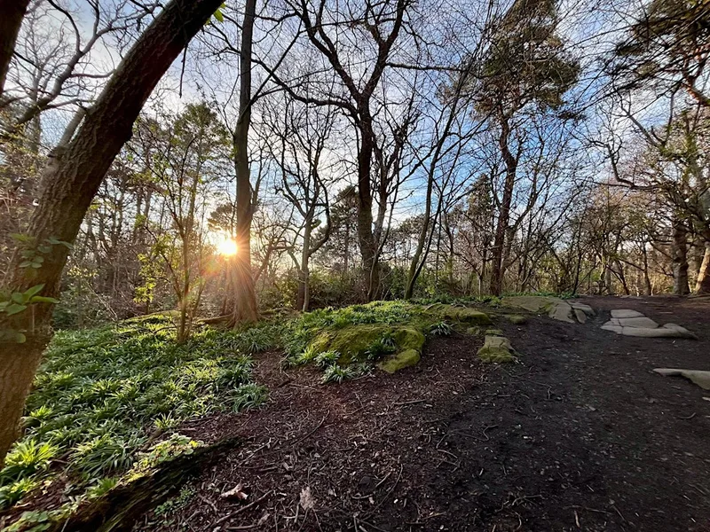 Forest Bathing 'Release and Relax'