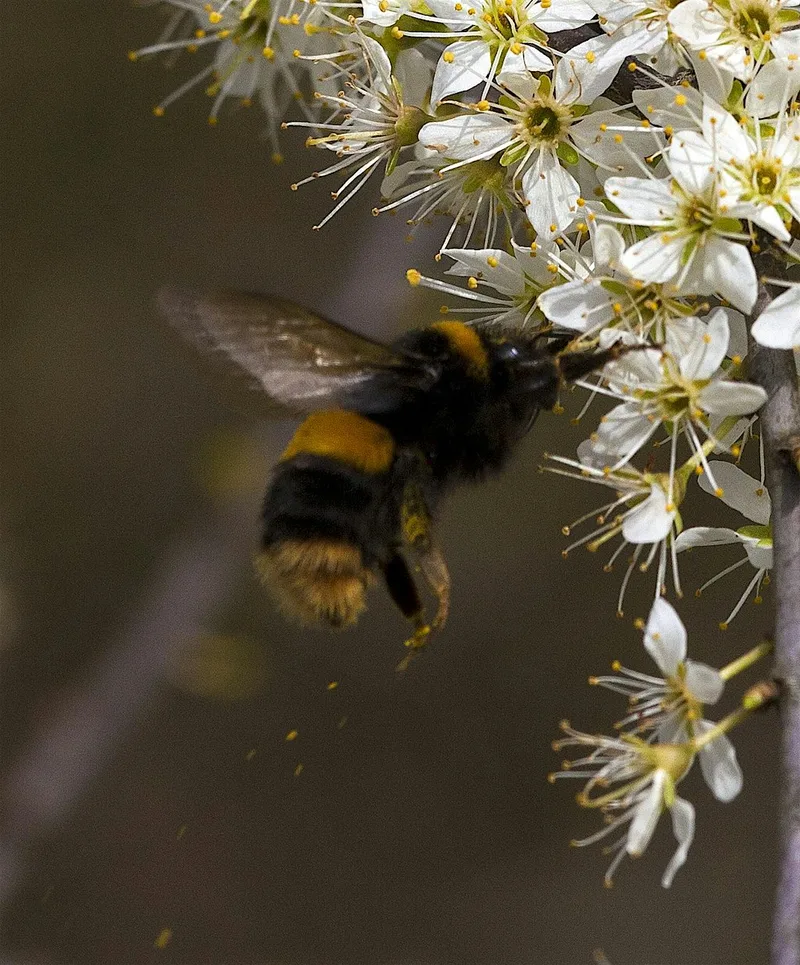 Bees and other insects with Nick Owens