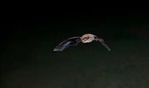Get Growing Trail Bat Walk