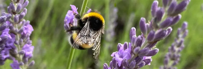 Nature at the heart of White Hart Street
