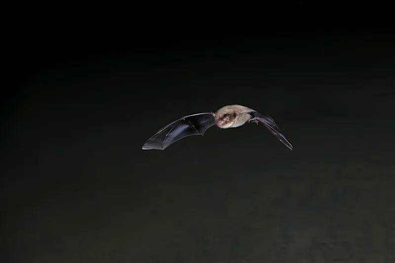 Bat Walk at The Wolseley Centre