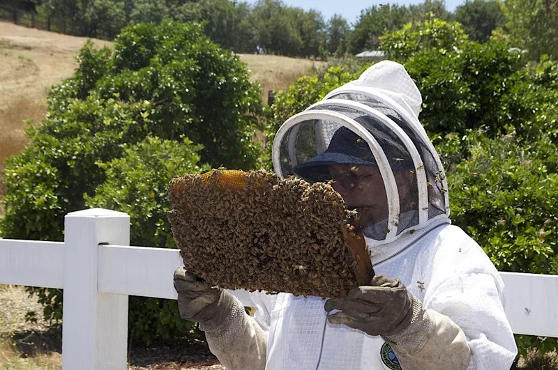 HWBKA Beekeeping Taster Day