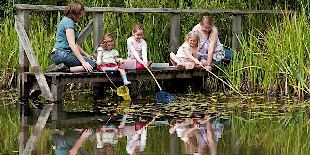 WILDFAMILIES Pond dipping at The Wolseley Centre
