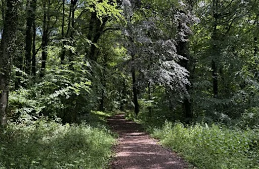 Forest Bathing Experience