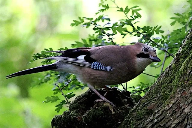 Guided Bird Walk at Big Wood, Manchester