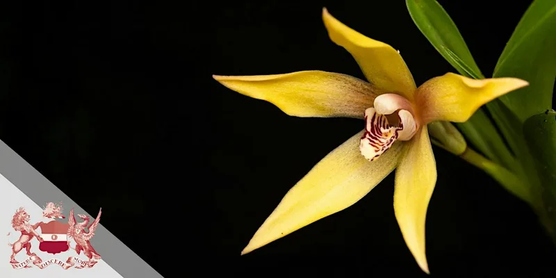 Symposium | Orchidaceae | Taxonomy, Diversification, and Biogeography