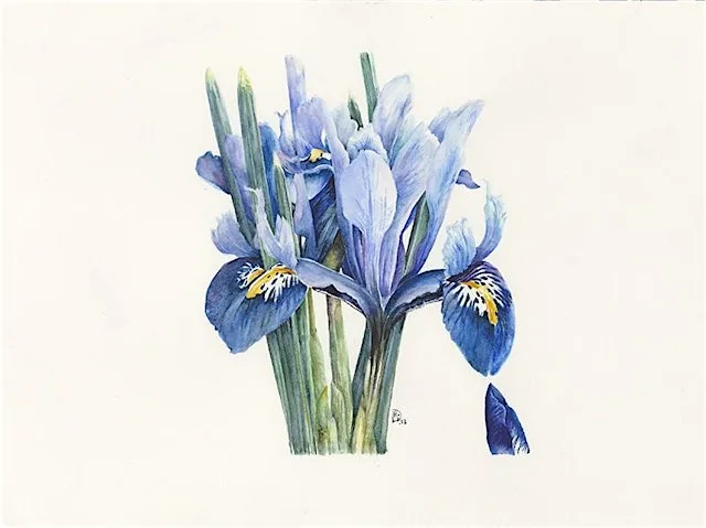 Botanical drawing with Rosemary Dodgson