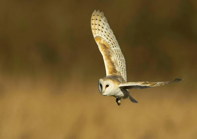 Abberton owl evening