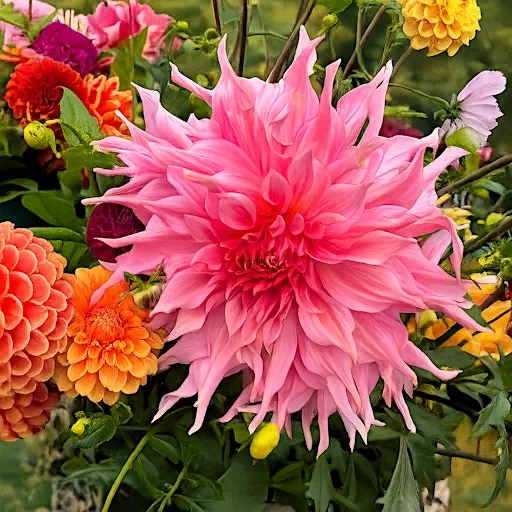 Paint the seasons | August | Dahlias & Abundance