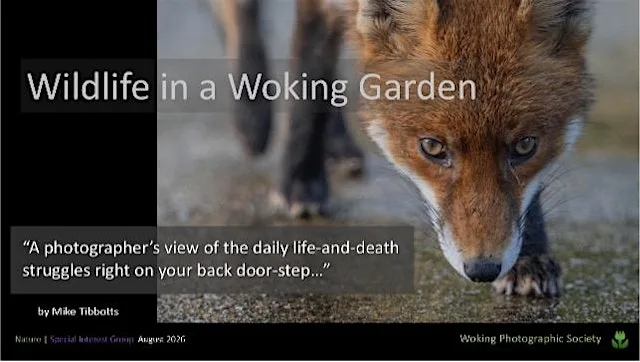 Wildlife in a Woking Garden