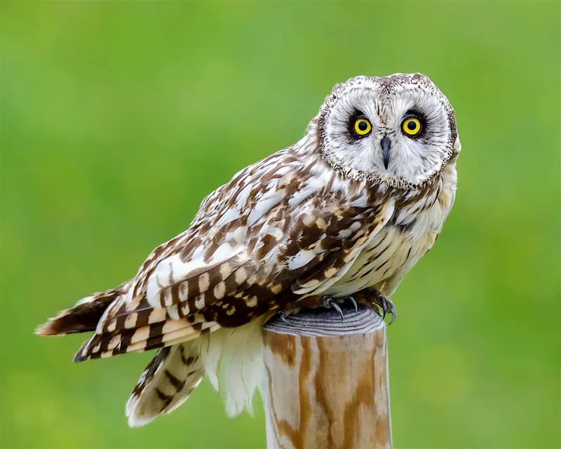 Owl flying with Hawkeye Falconry