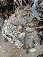 Slipper limpet survey