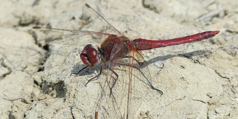 Members Event: Discover the Damselflies and Dragonflies of West Rise Marsh