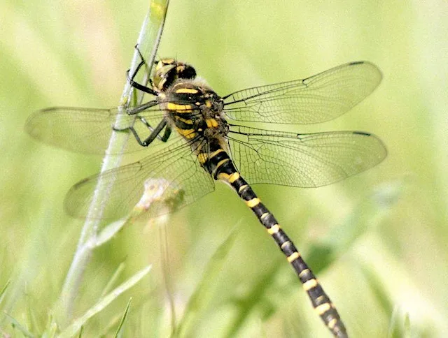 Members Event: Dragonflies and Damselflies of Woods Mill Nature Reserve