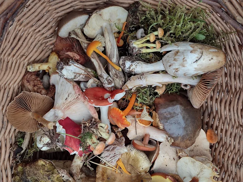 Autumn Equinox Networking event