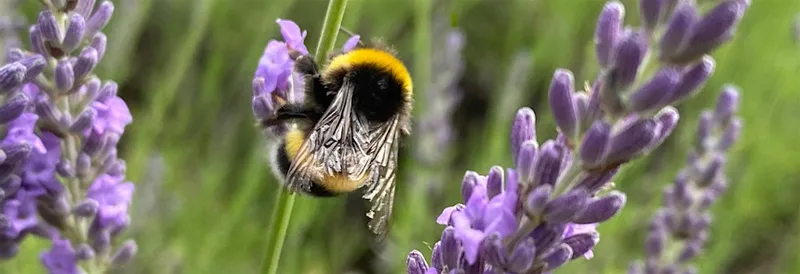 Wildflower Nursery Meet & Grow Session