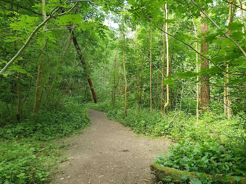 Woodland Green Skills at Hatchett's Wood, Manchester