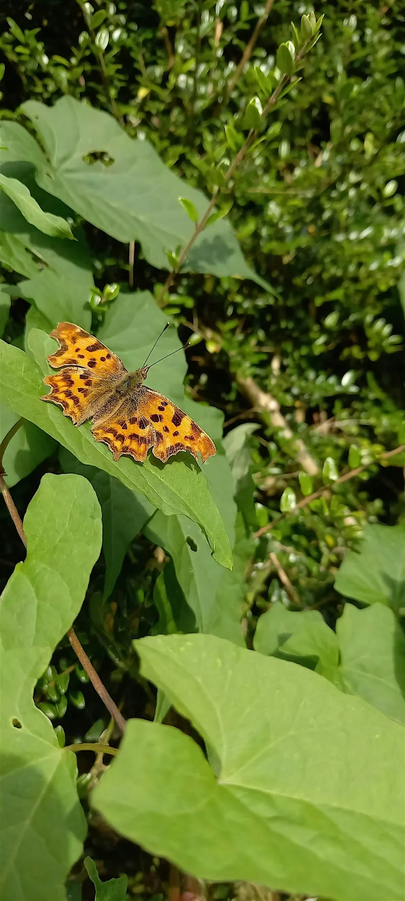 Butterfly Walk