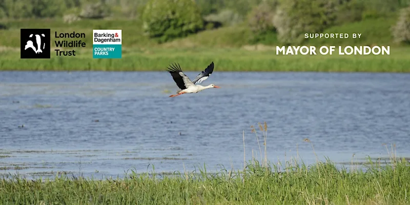 Beaver and Stork: Walk and Talk