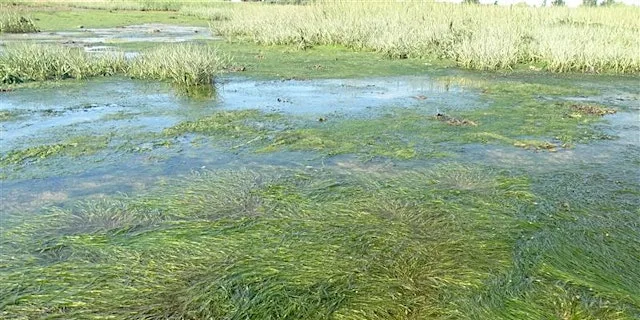 Talks on the wild side: Essex's marine & coastal work
