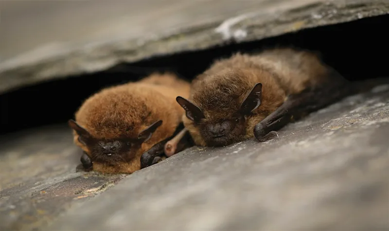 Spurn Bat Walks (Multiple dates)
