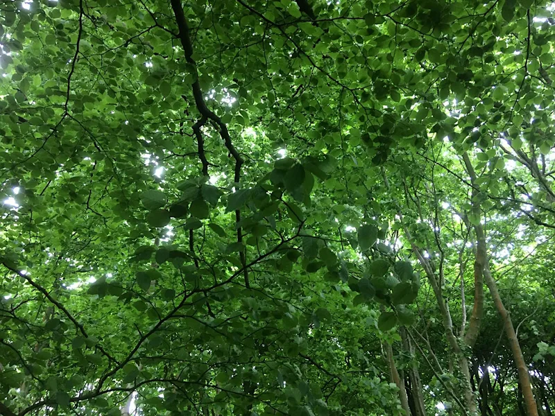 Guided Mindfulness in Seven Sisters