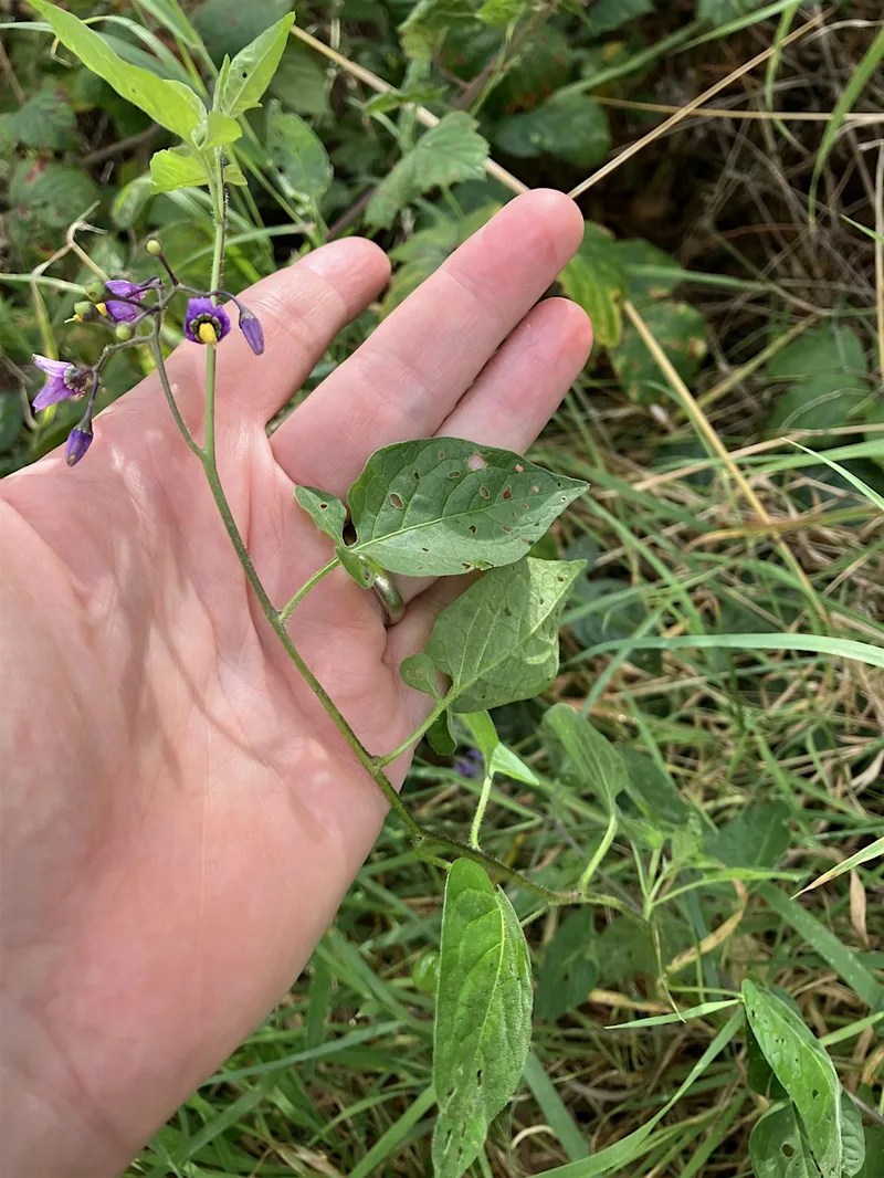 Writing (with) Plants with Wendy Wuyts