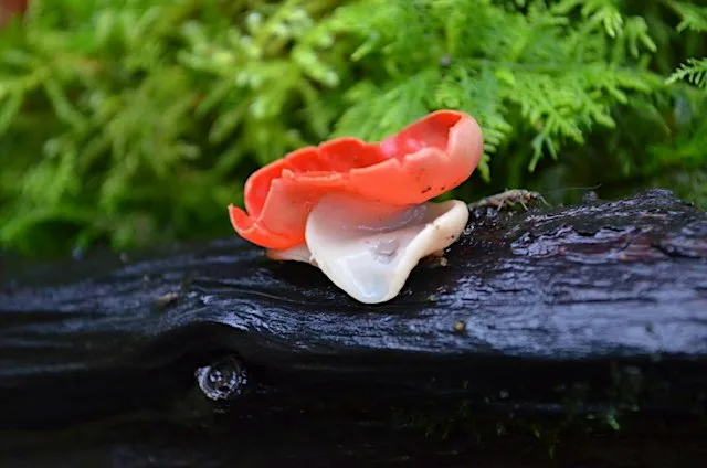 Afternoon fungi walk at Crickley Hill