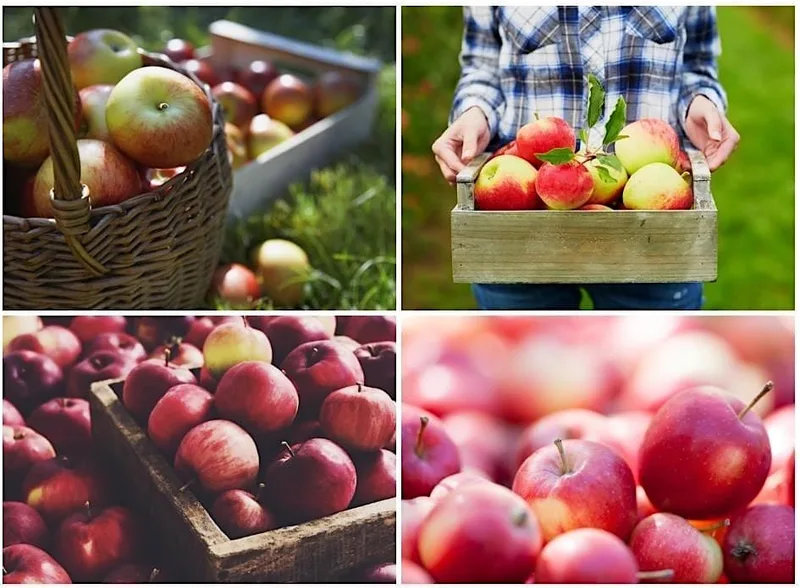 Apple Weekend 2026