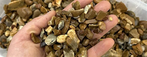 Garden Gravel Fossil Hunts