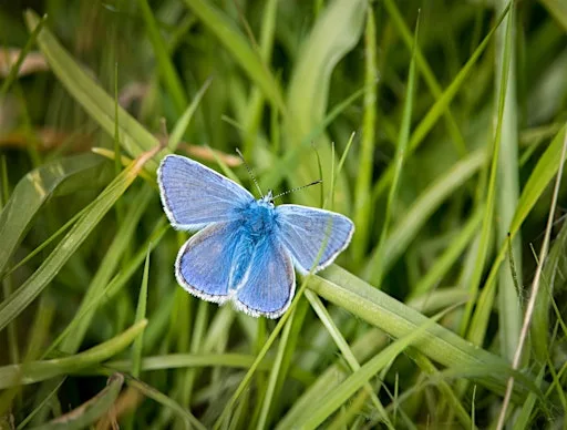 Butterfly Walk at Heysham Nature Reserve