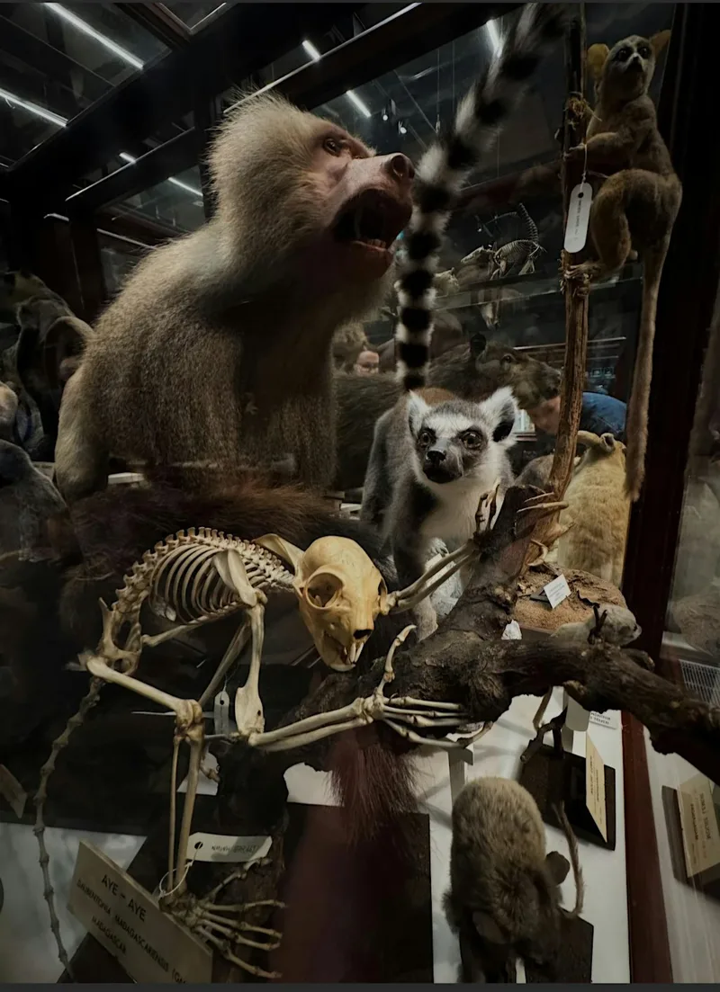 Dublin Weird Girl Society Excursion: The Dead Zoo Exhibition followed by pi