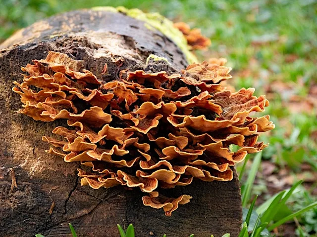 NWT Sweet Briar Marshes - Fantastic fungi (Adult event)
