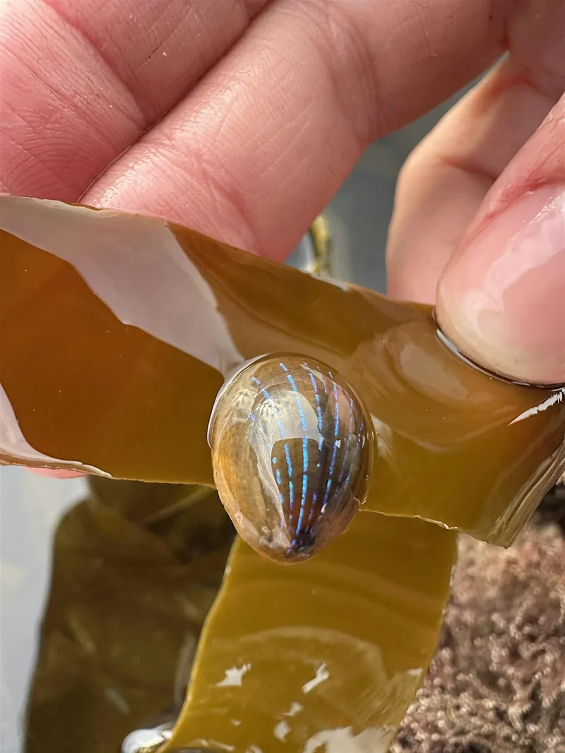 Torry Summer BioBlitz: Family-friendly Rockpooling