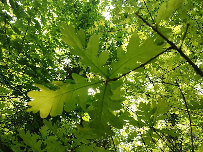 Branch Out!