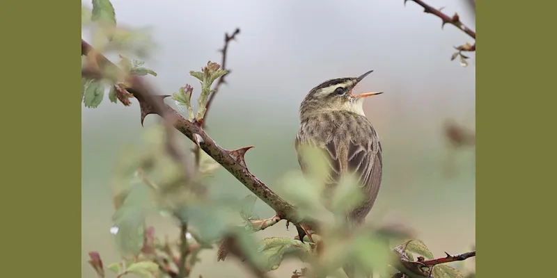 Walk with a Ranger at Rye Harbour - Early Birds (420337035)